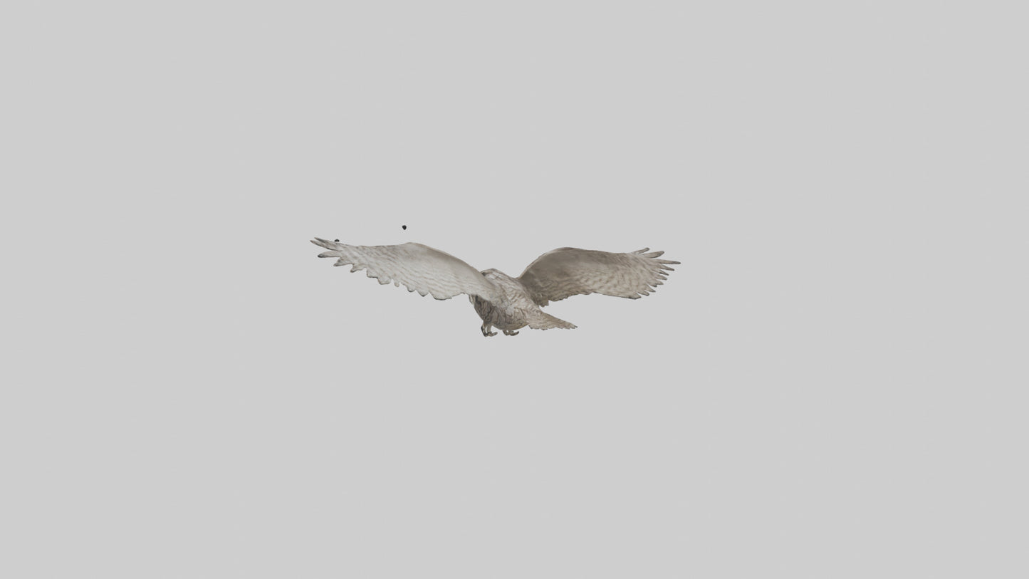 LongEared Owl flying model VR / AR / low-poly