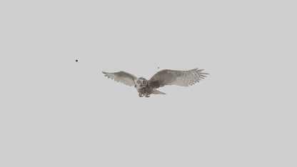 LongEared Owl flying model VR / AR / low-poly