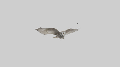 LongEared Owl flying model VR / AR / low-poly