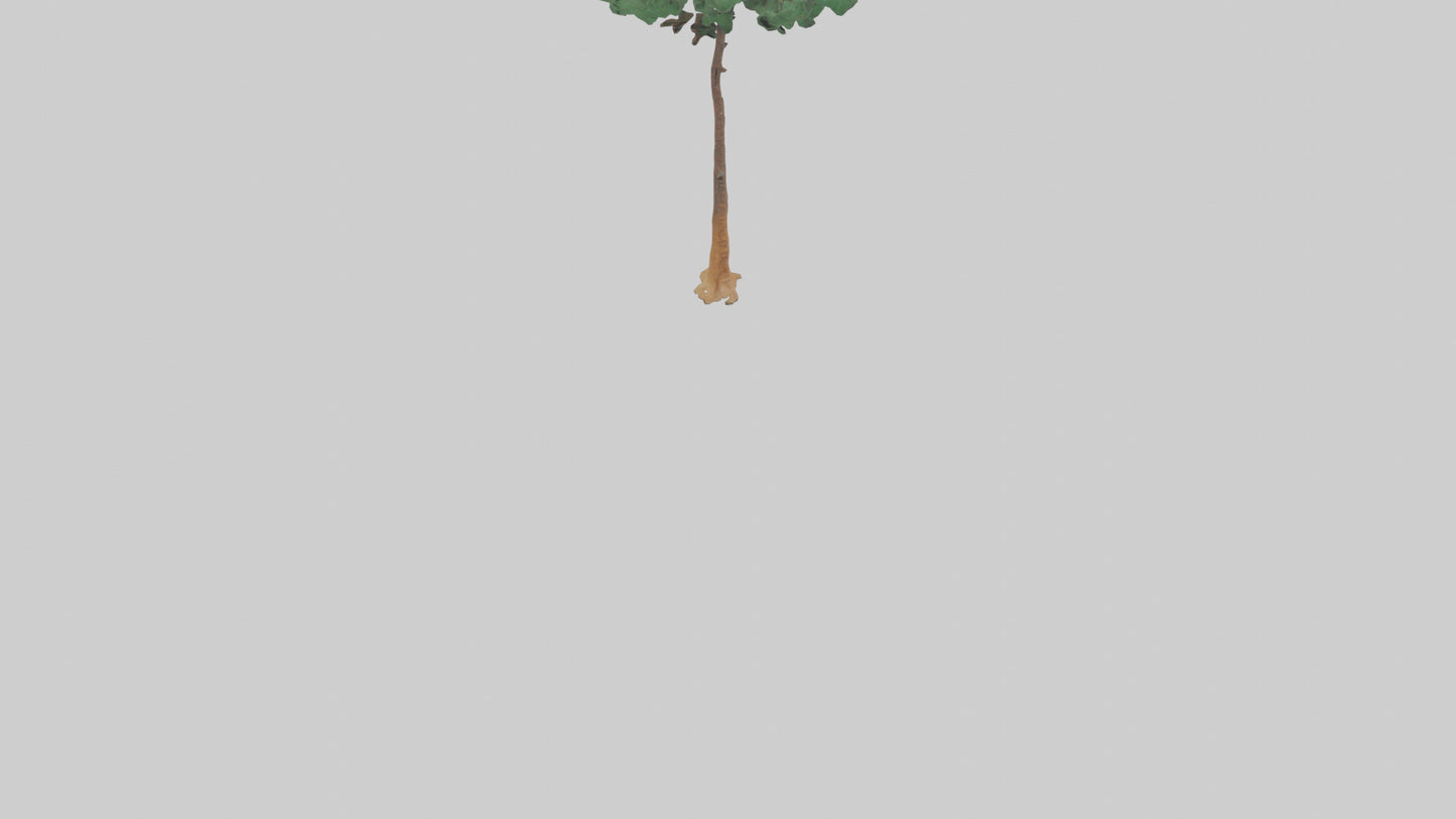 3D model Longleaf Pine tree model VR / AR / low-poly