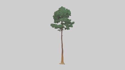 3D model Longleaf Pine tree model VR / AR / low-poly