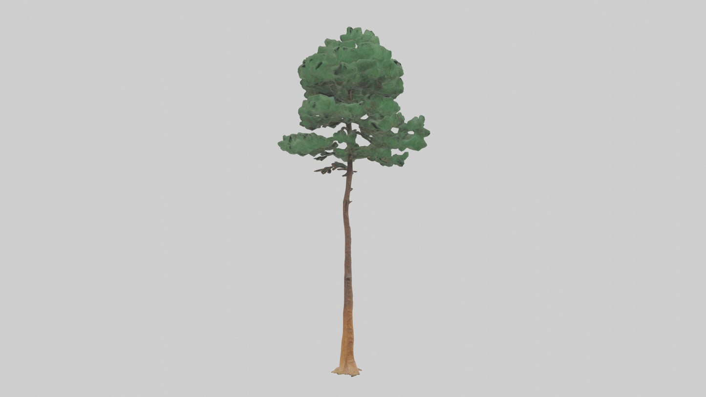 3D model Longleaf Pine tree model VR / AR / low-poly