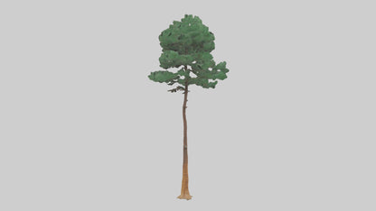 3D model Longleaf Pine tree model VR / AR / low-poly