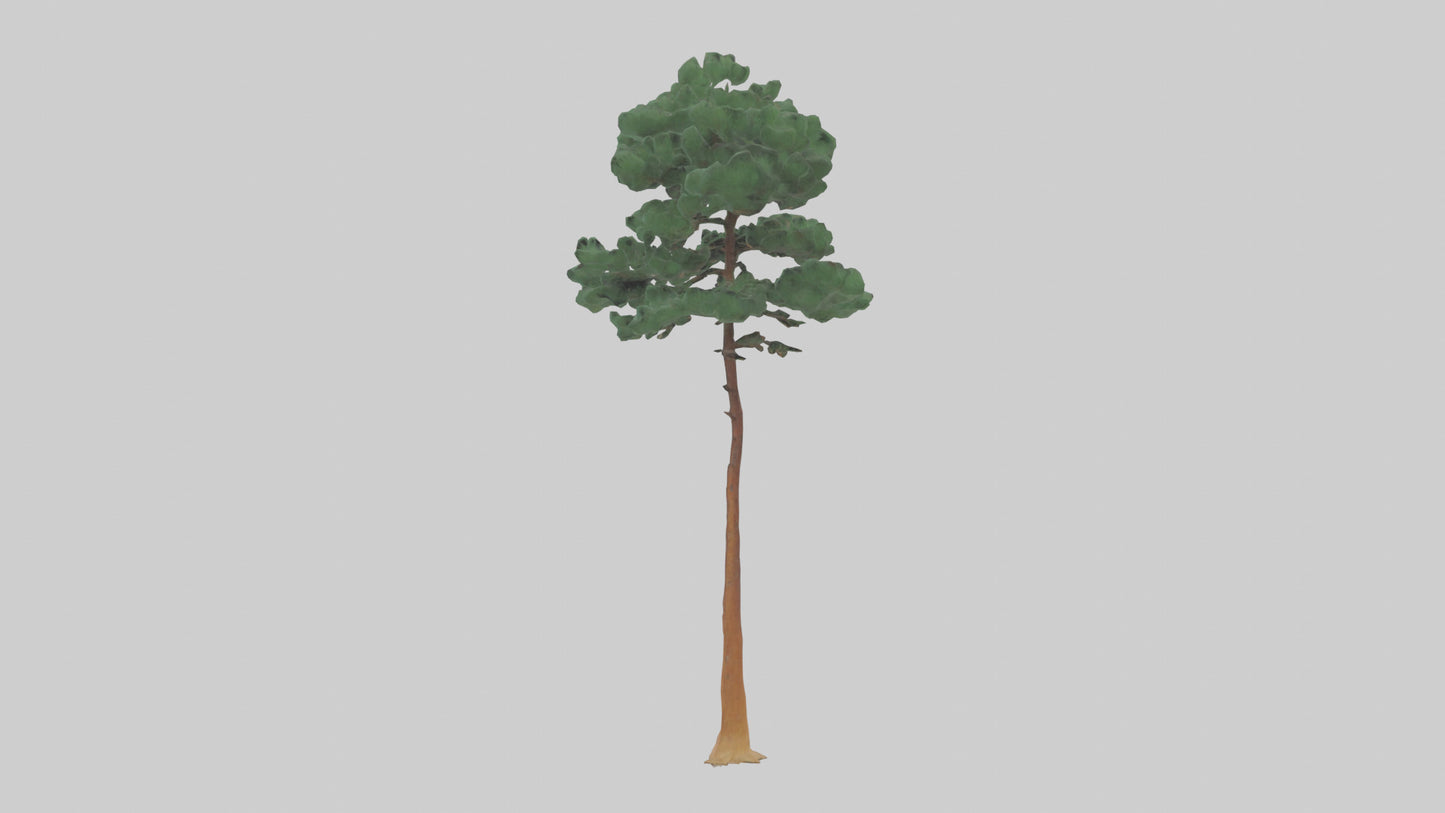 3D model Longleaf Pine tree model VR / AR / low-poly