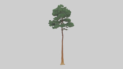 3D model Longleaf Pine tree model VR / AR / low-poly