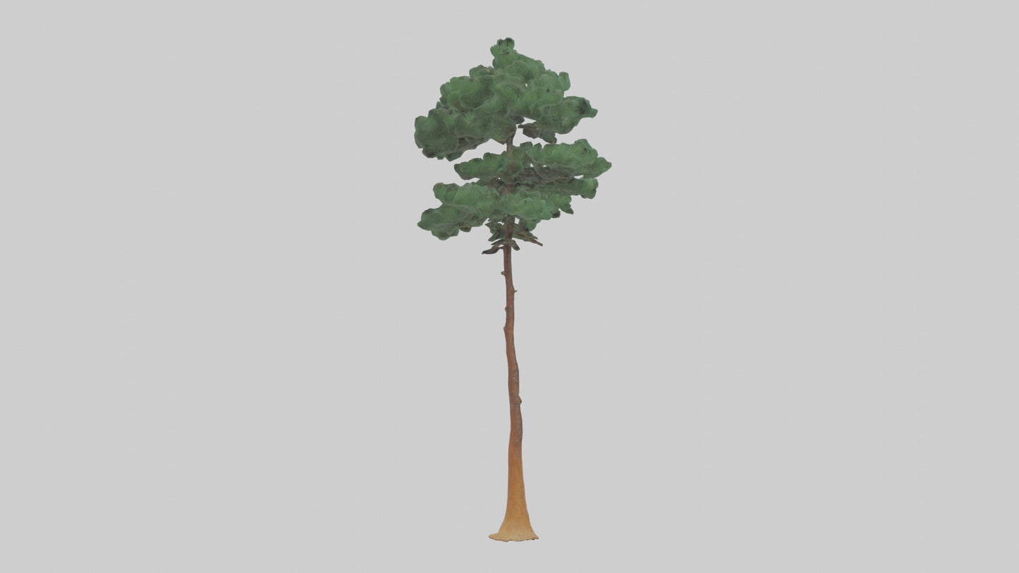 3D model Longleaf Pine tree model VR / AR / low-poly
