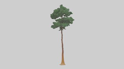 3D model Longleaf Pine tree model VR / AR / low-poly