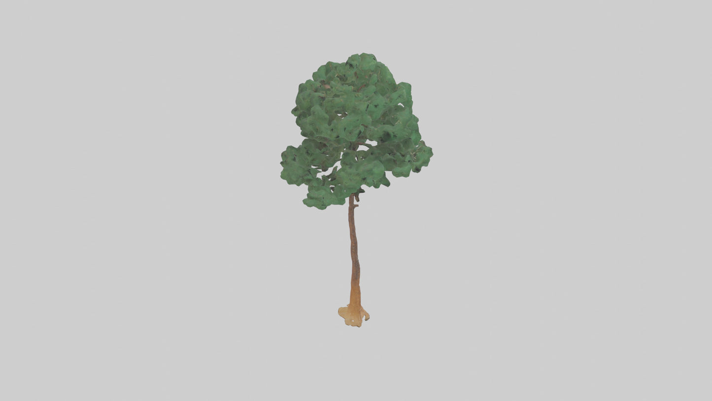 3D model Longleaf Pine tree model VR / AR / low-poly
