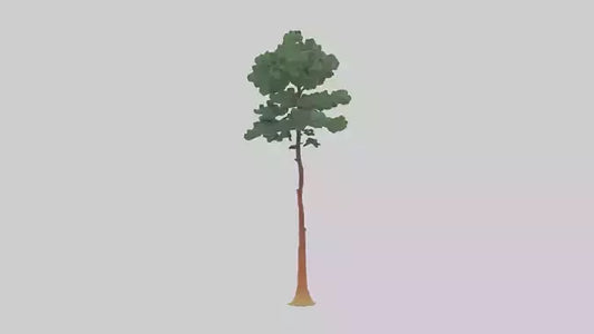 3D model Longleaf Pine tree model VR / AR / low-poly