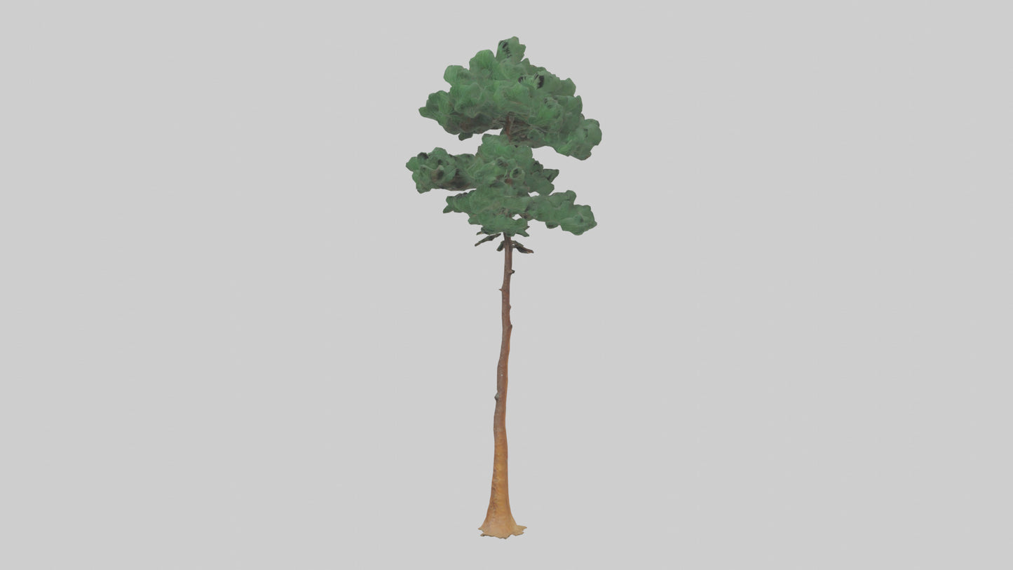 3D model Longleaf Pine tree model VR / AR / low-poly