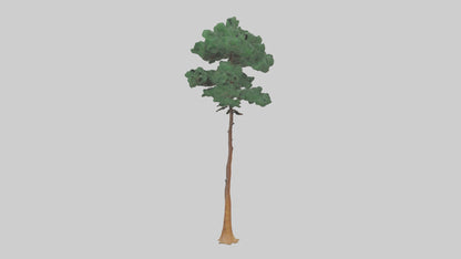 3D model Longleaf Pine tree model VR / AR / low-poly