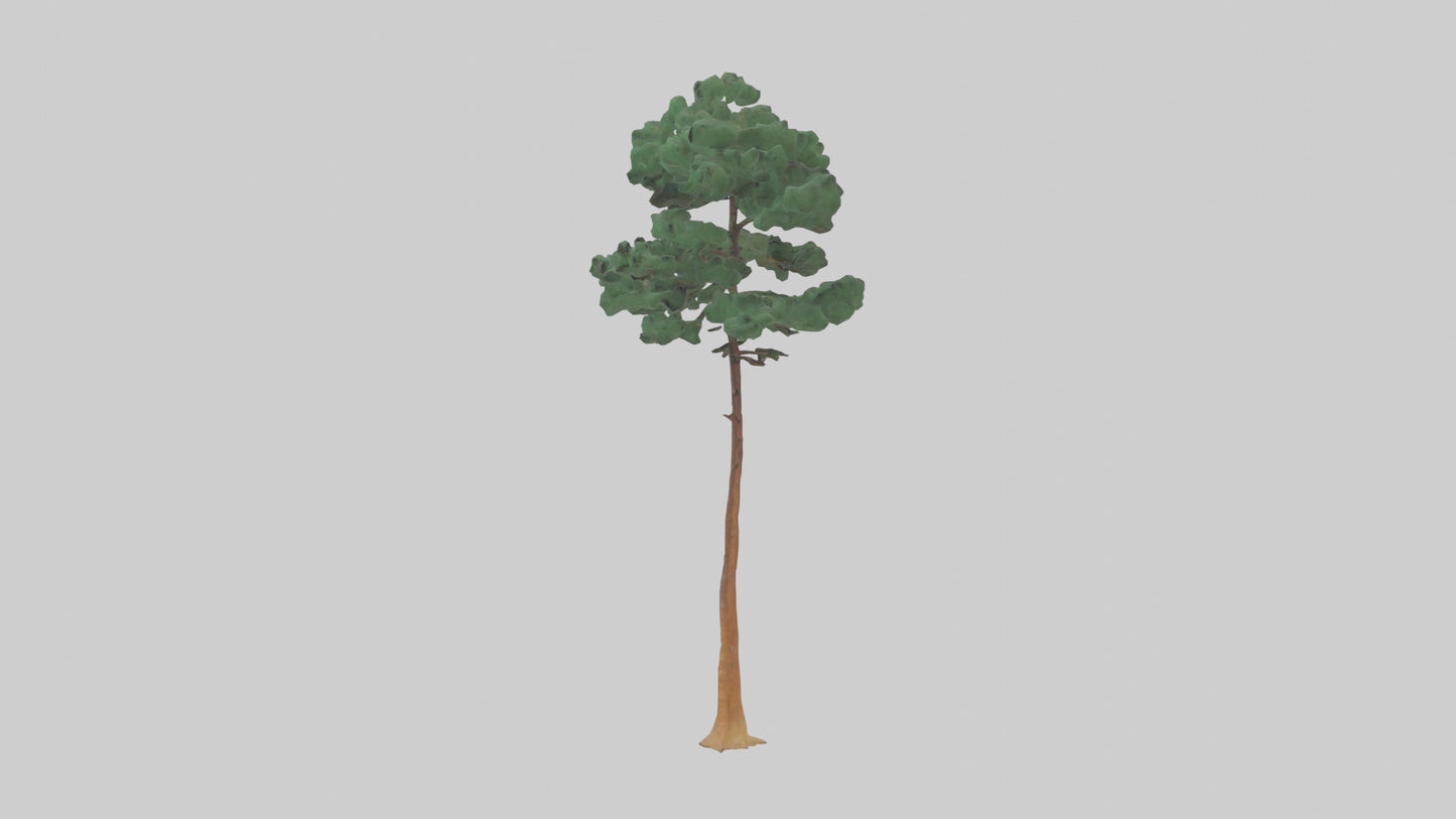 3D model Longleaf Pine tree model VR / AR / low-poly
