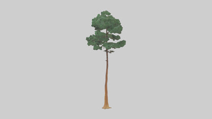 3D model Longleaf Pine tree model VR / AR / low-poly