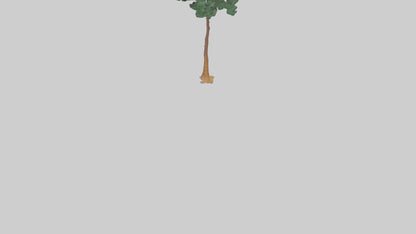 3D model Longleaf Pine tree model VR / AR / low-poly