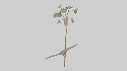 3D model Lunaria model VR / AR / low-poly
