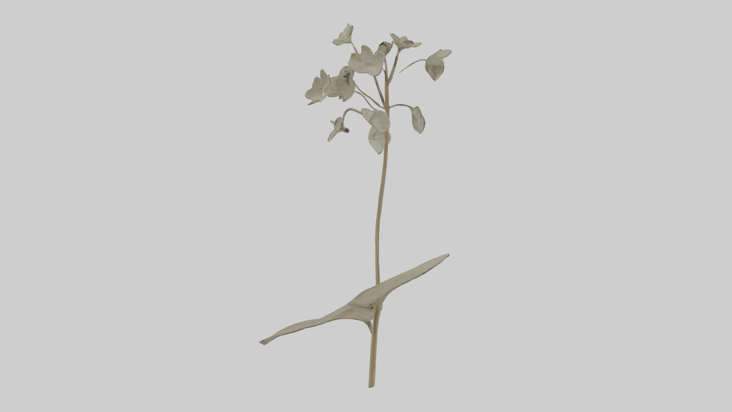 3D model Lunaria model VR / AR / low-poly