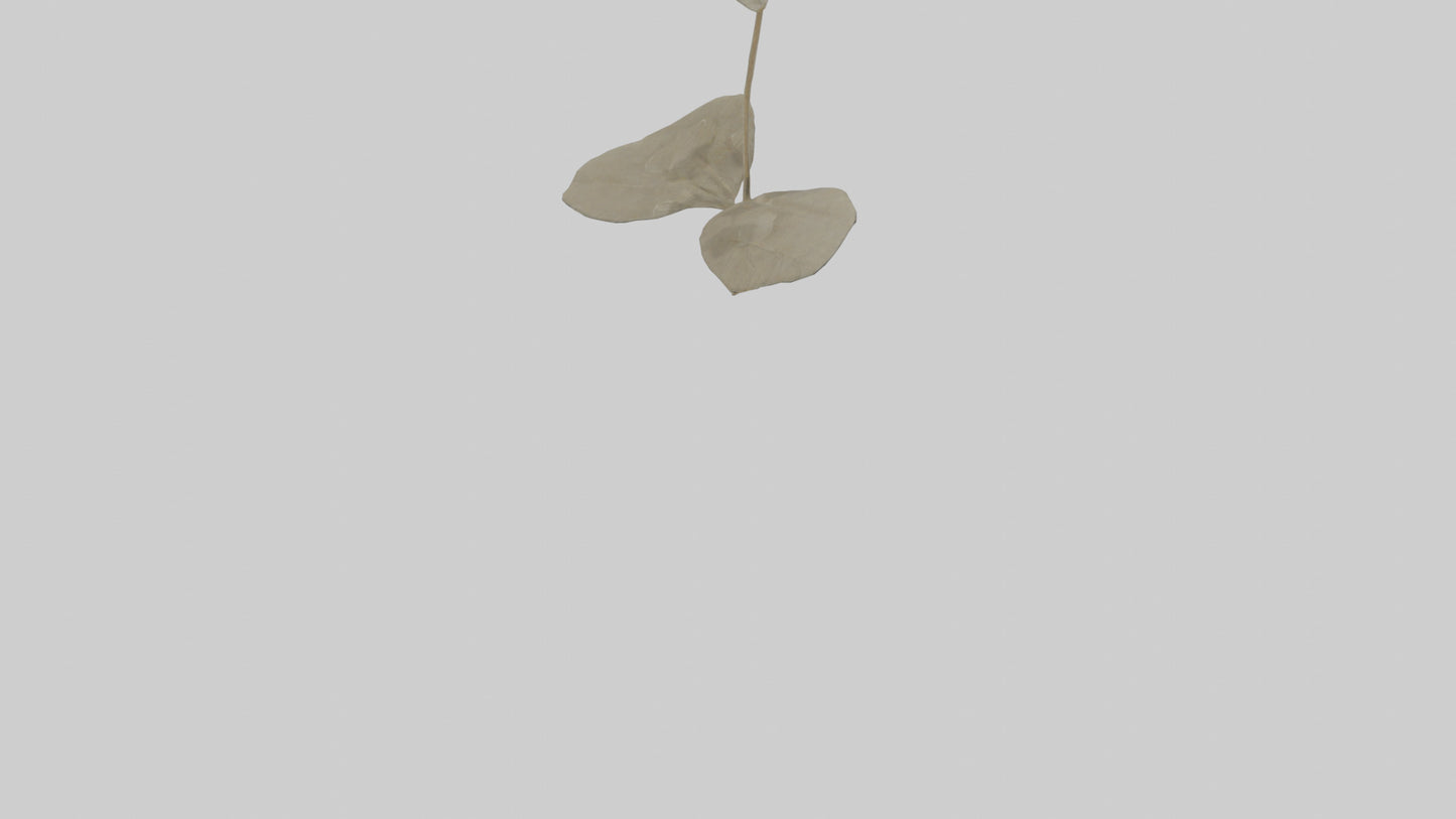 3D model Lunaria model VR / AR / low-poly