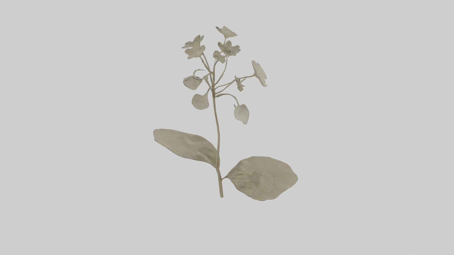 3D model Lunaria model VR / AR / low-poly
