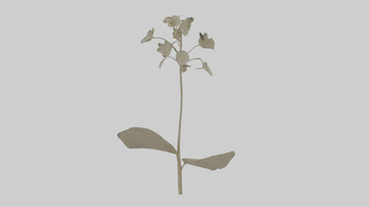 3D model Lunaria model VR / AR / low-poly