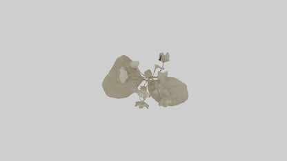 3D model Lunaria model VR / AR / low-poly