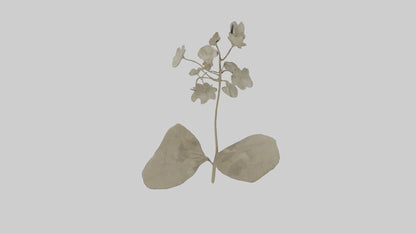 3D model Lunaria model VR / AR / low-poly