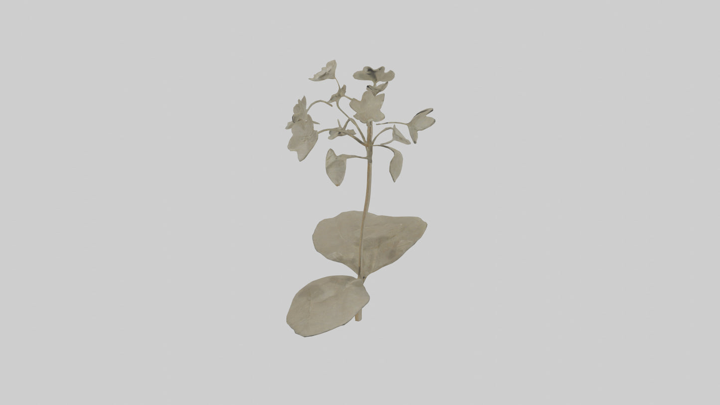 3D model Lunaria model VR / AR / low-poly