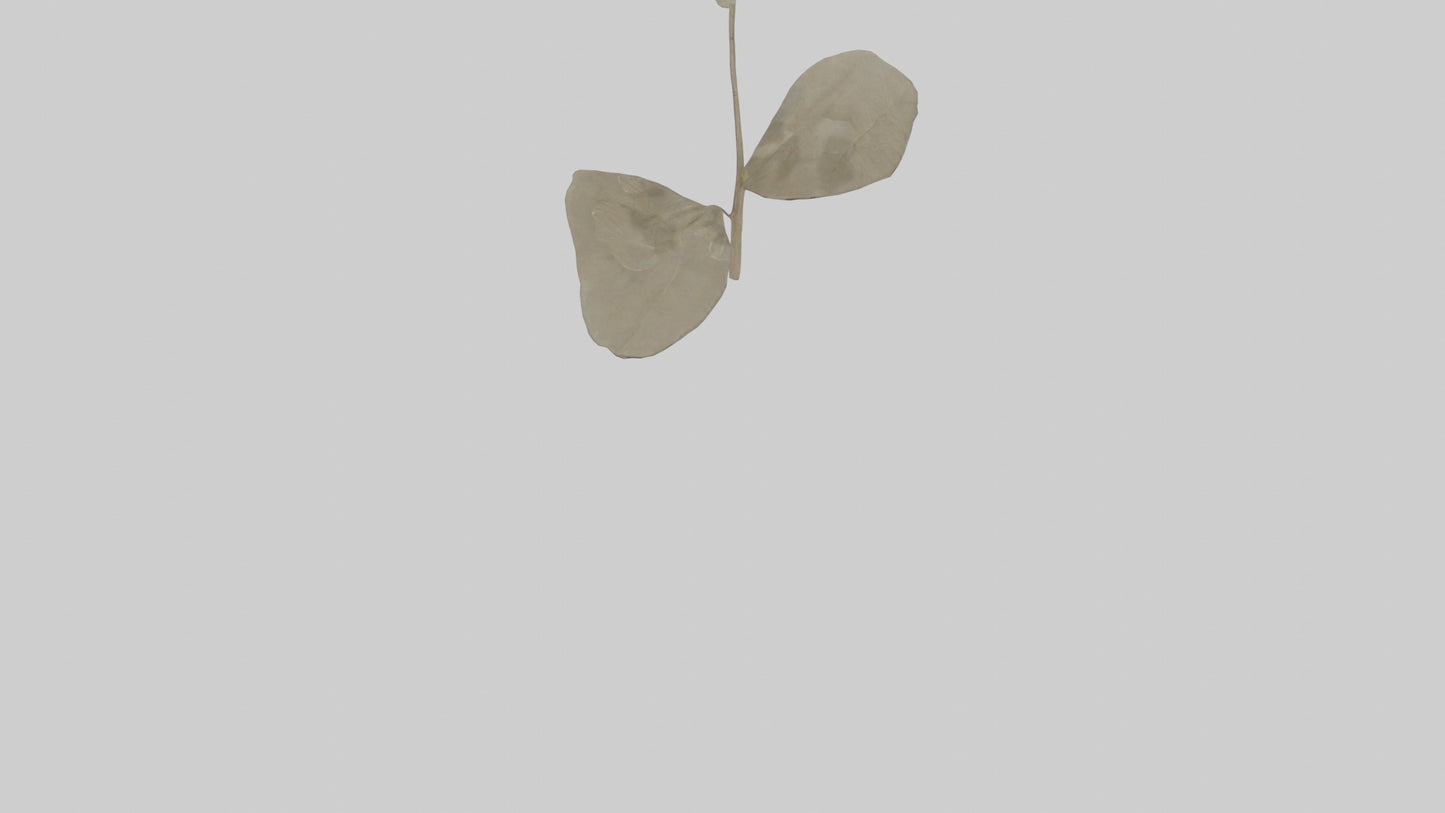 3D model Lunaria model VR / AR / low-poly