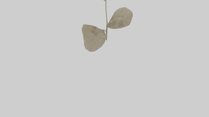 3D model Lunaria model VR / AR / low-poly