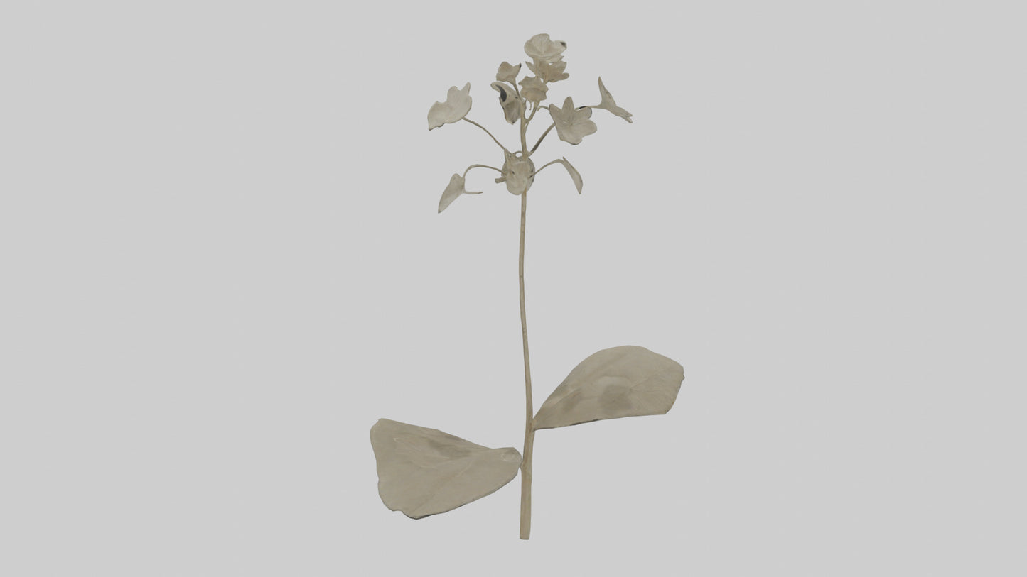 3D model Lunaria model VR / AR / low-poly
