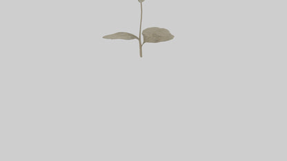 3D model Lunaria model VR / AR / low-poly