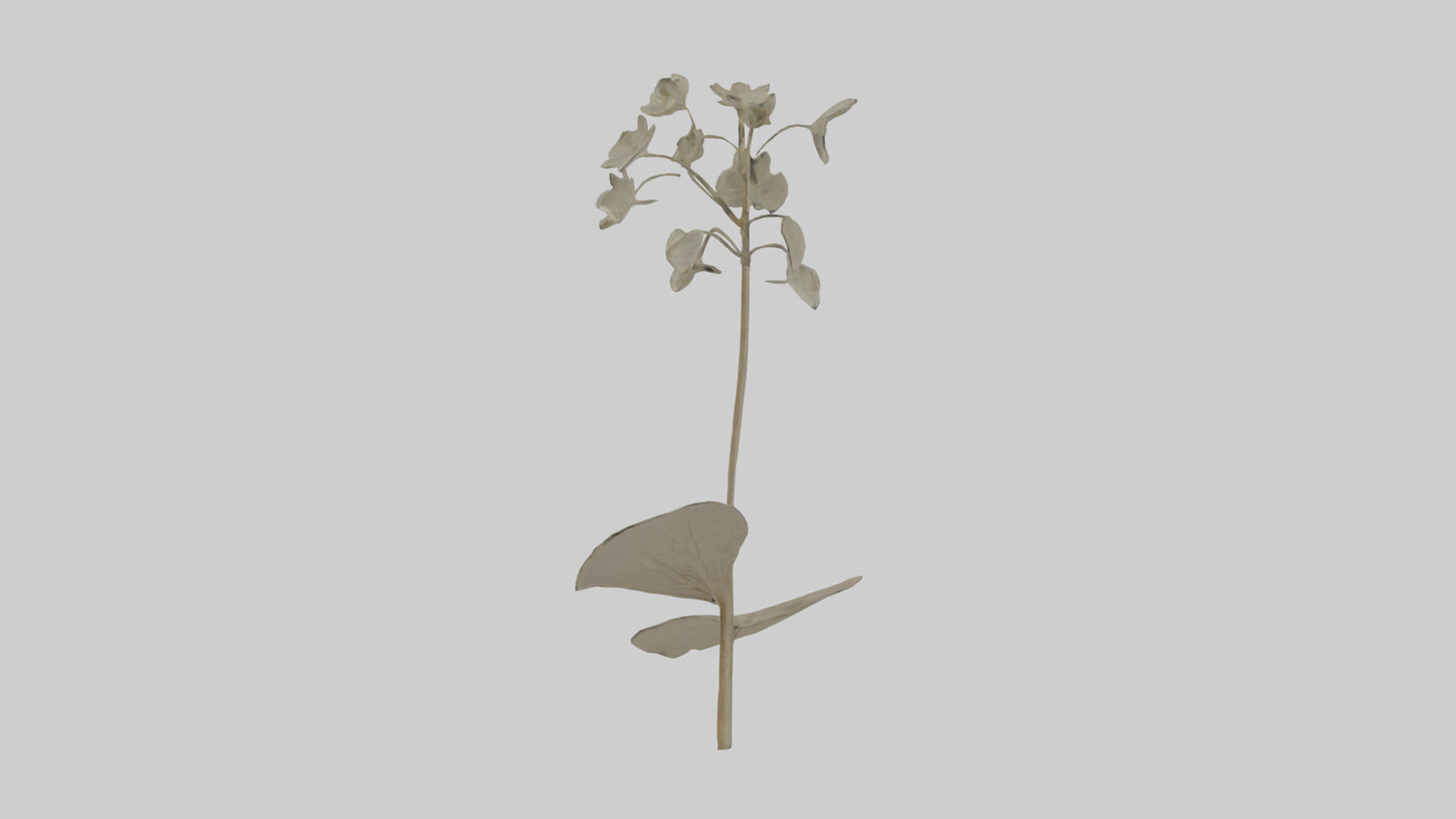 3D model Lunaria model VR / AR / low-poly