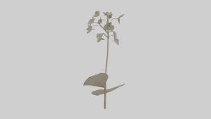 3D model Lunaria model VR / AR / low-poly