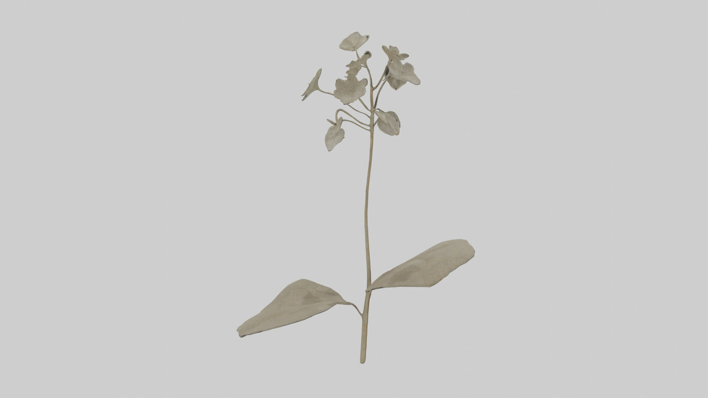3D model Lunaria model VR / AR / low-poly