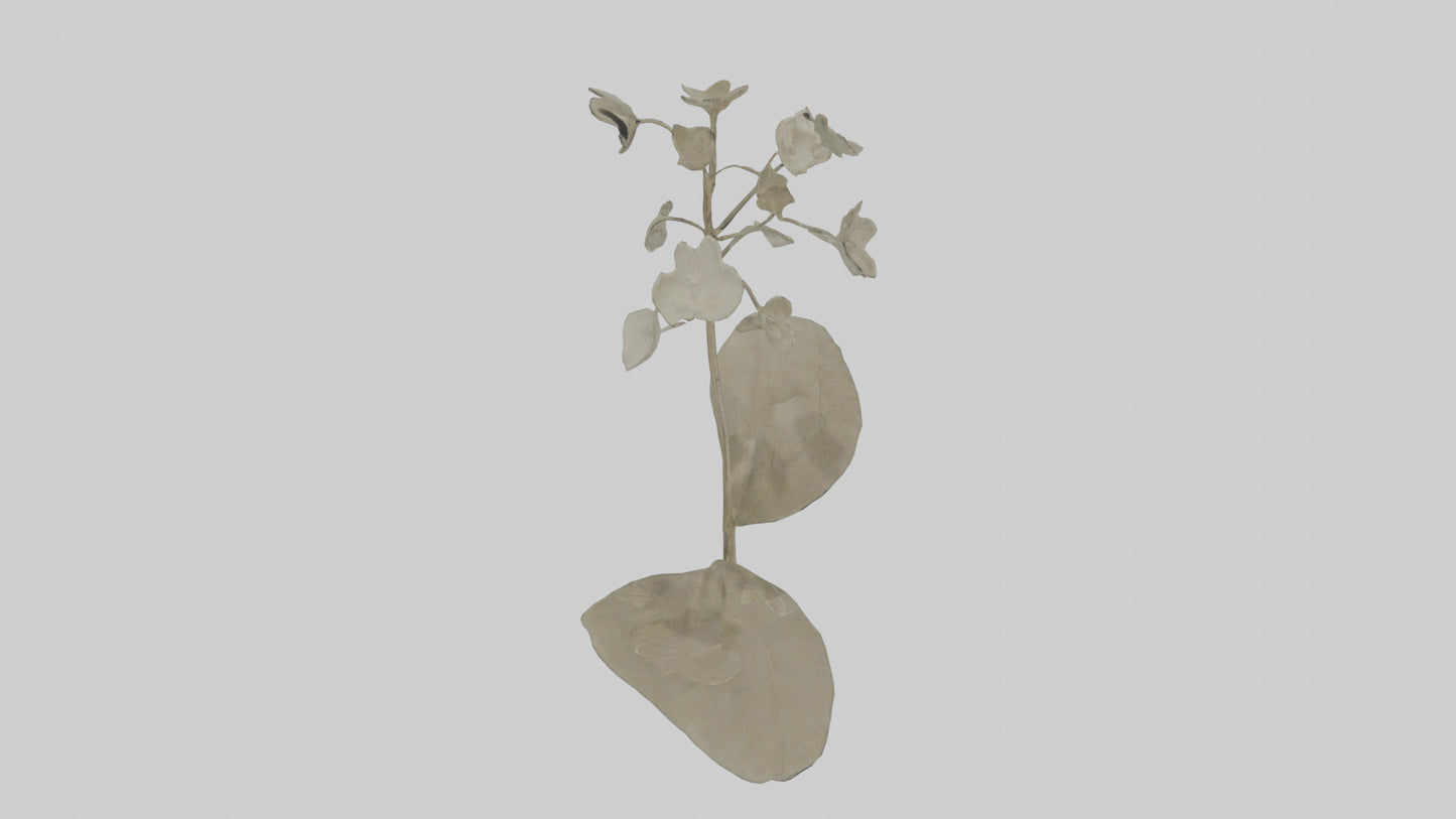 3D model Lunaria model VR / AR / low-poly