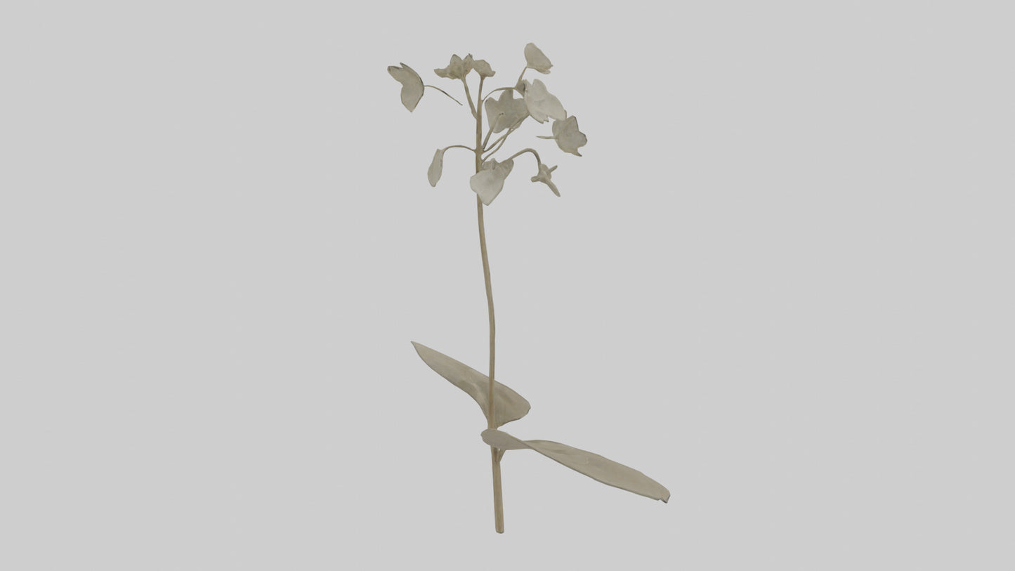 3D model Lunaria model VR / AR / low-poly
