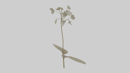 3D model Lunaria model VR / AR / low-poly