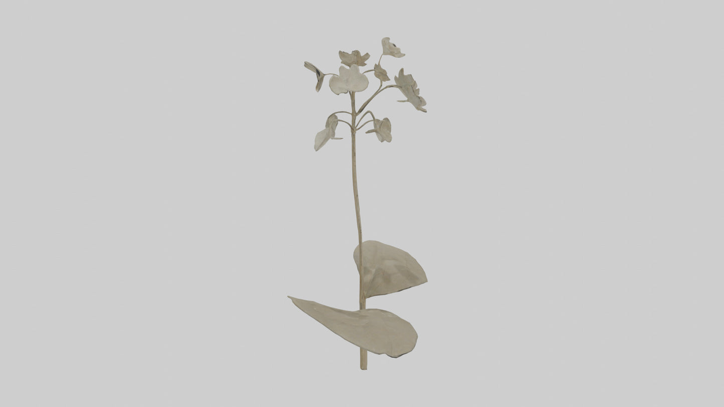 3D model Lunaria model VR / AR / low-poly