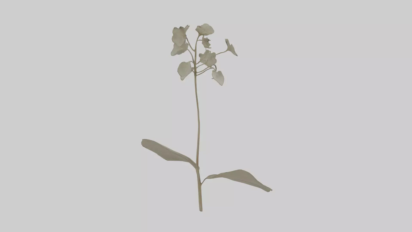 3D model Lunaria model VR / AR / low-poly