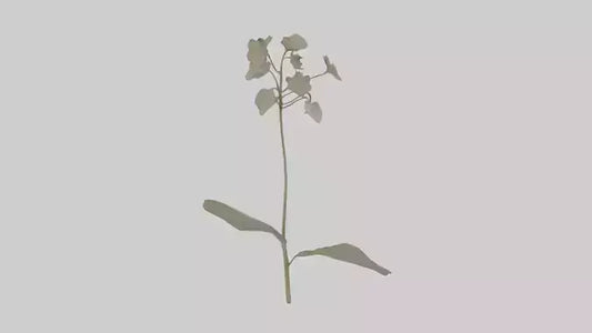 3D model Lunaria model VR / AR / low-poly