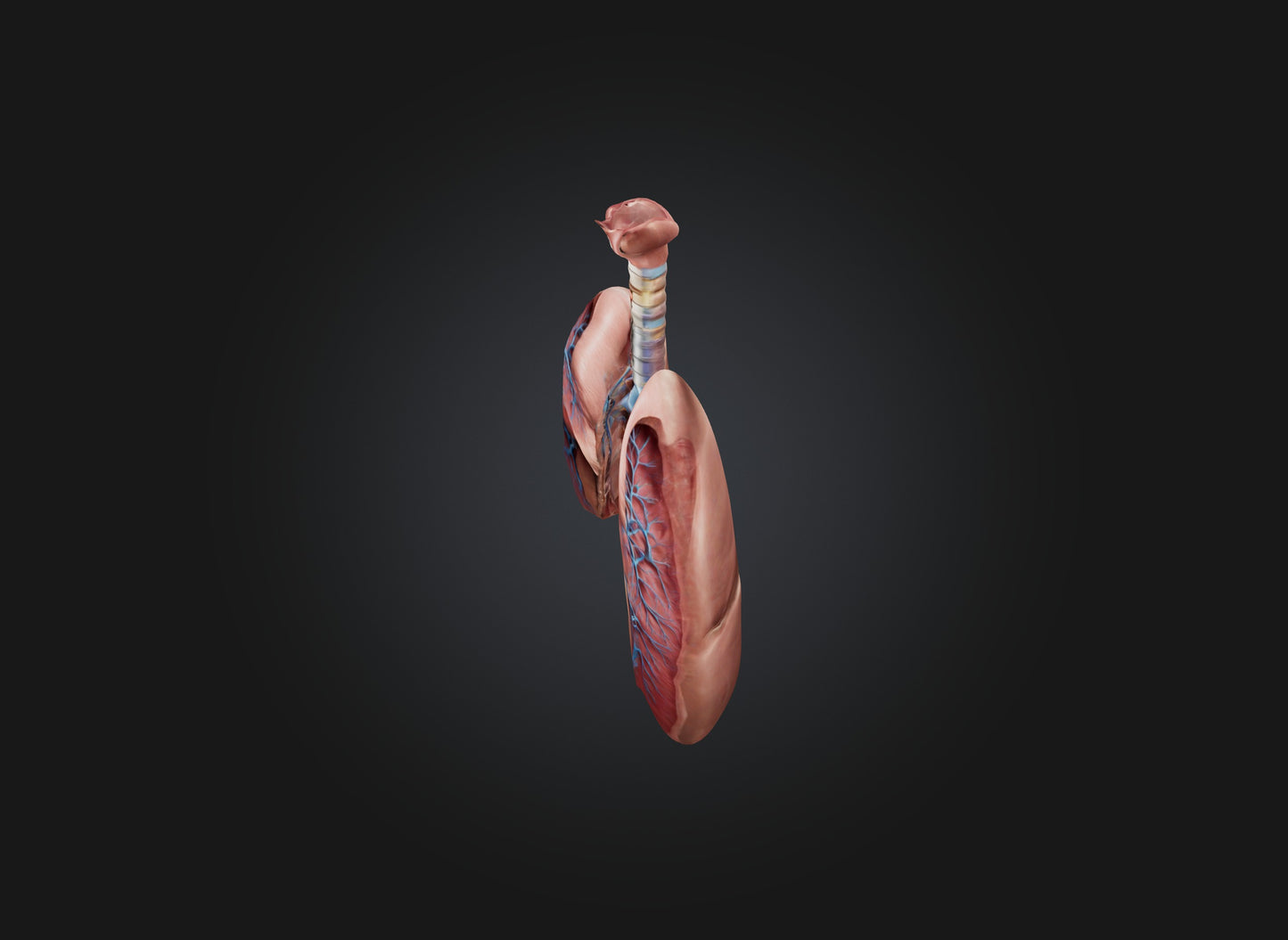 lung organ 3D model