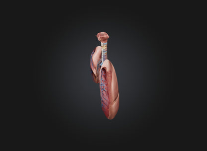 lung organ 3D model