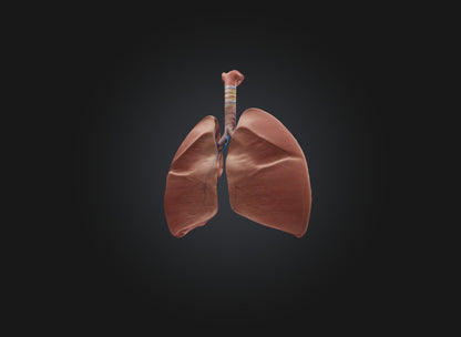 lung organ 3D model