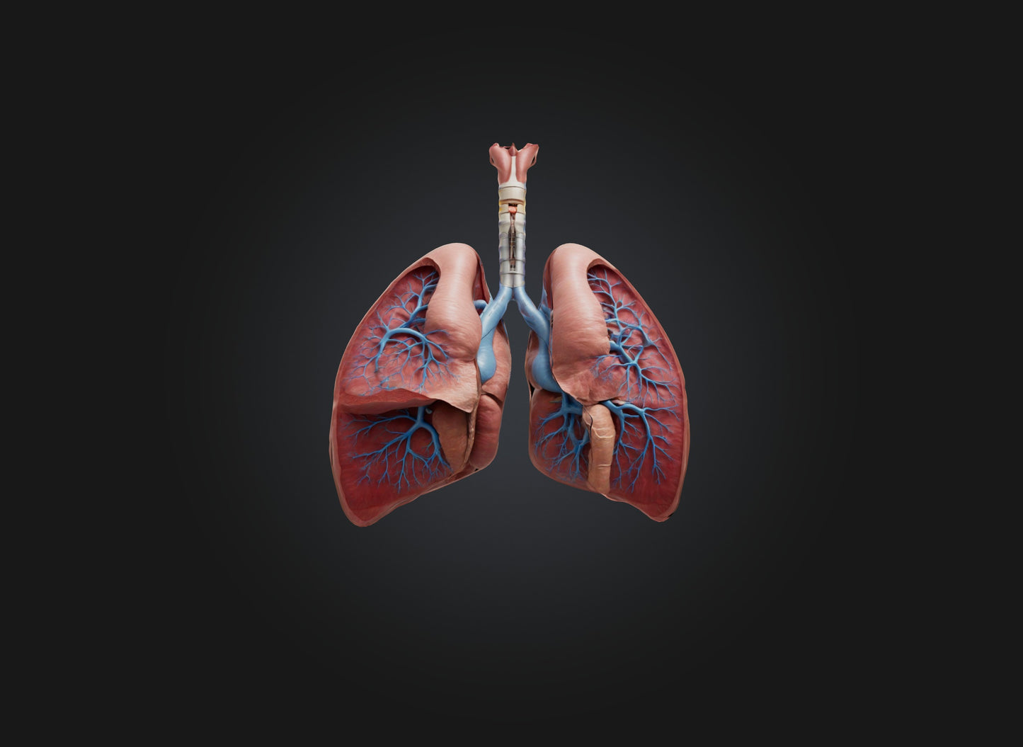 lung organ 3D model
