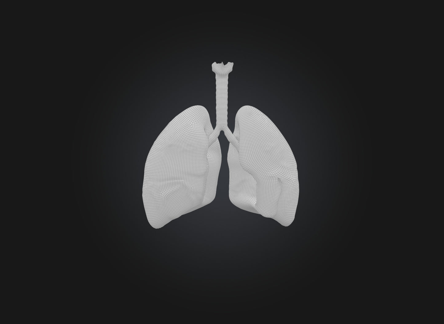 lung organ 3D model