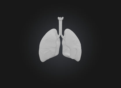 lung organ 3D model