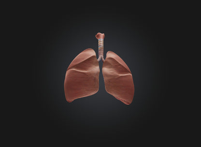 lung organ 3D model
