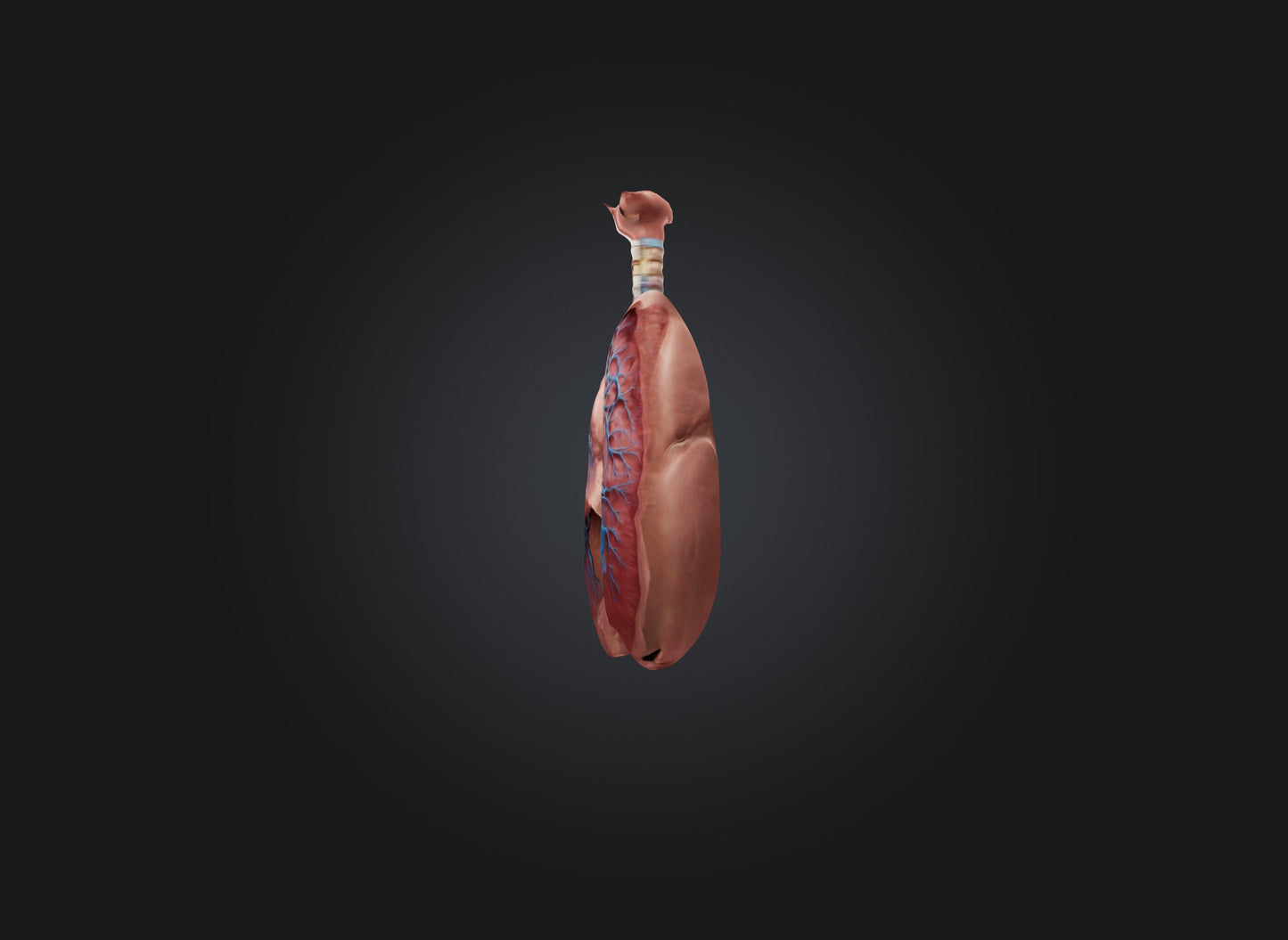 lung organ 3D model