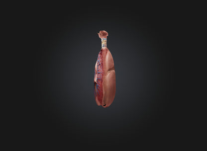 lung organ 3D model