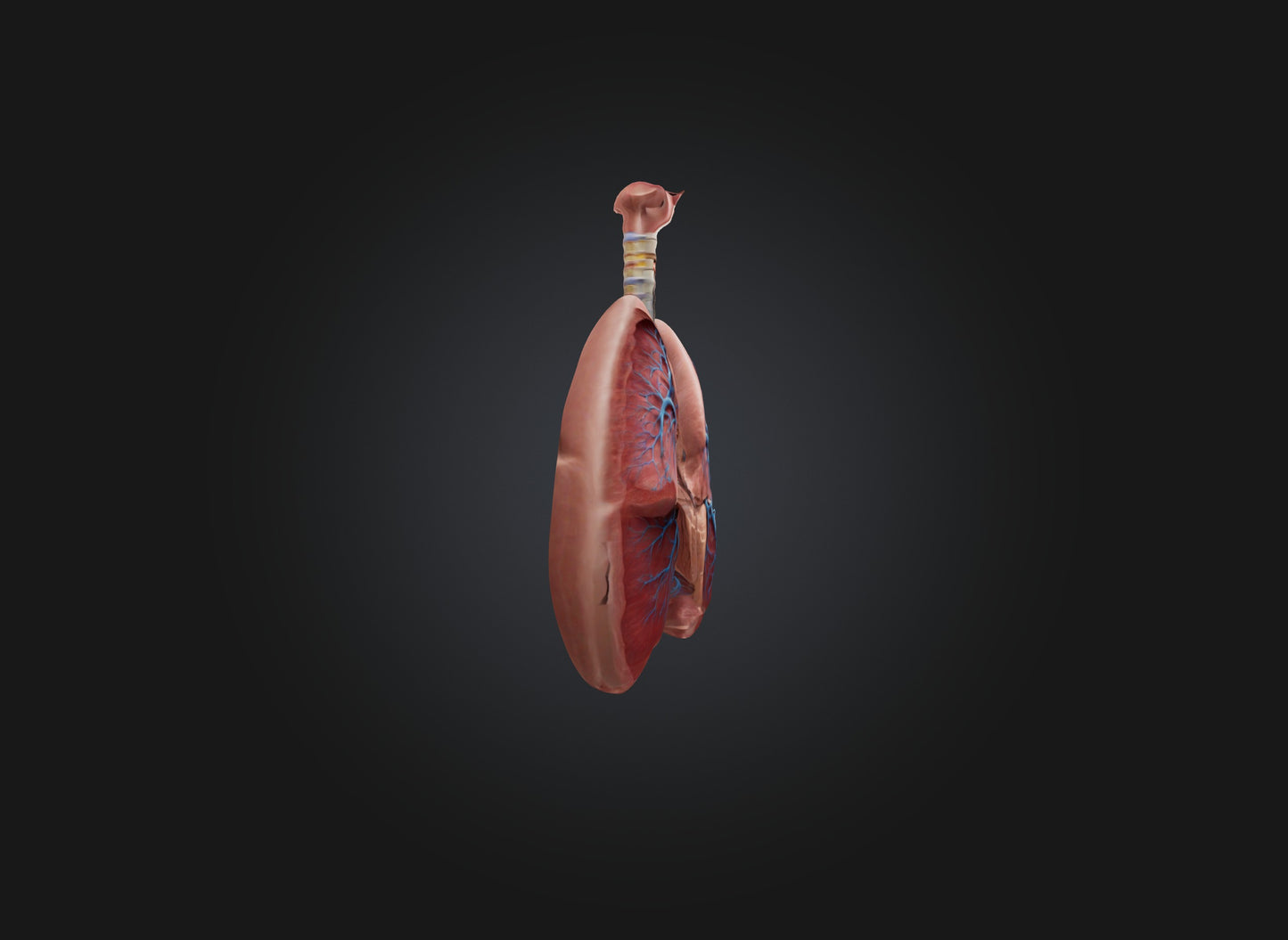lung organ 3D model