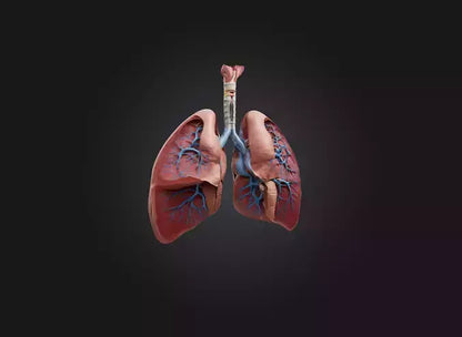 lung organ 3D model